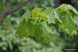 Acer saccharum 'Fall Fiesta' — photo 3